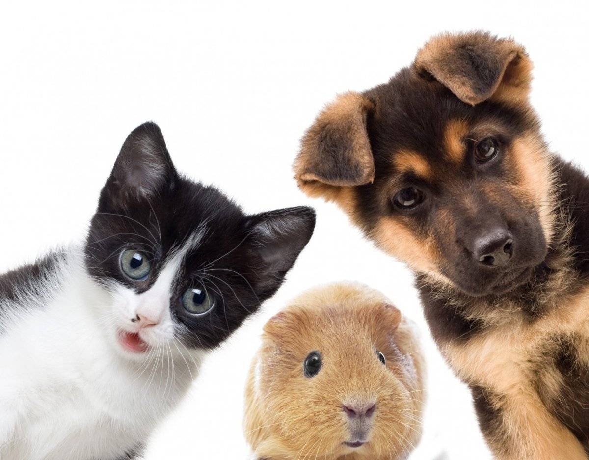 Животные породы кошек и собак. Домашние животные. Кошки и собаки. Милые собачки и кошечки. Дом животные.