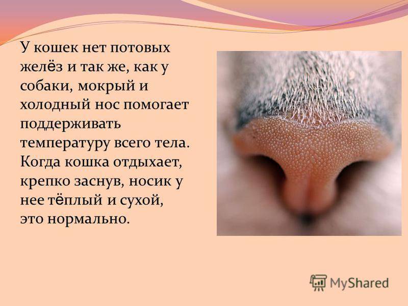 Сухой нос у кота: что делать и в чем причина, как определить здоровый и больной нос у кота