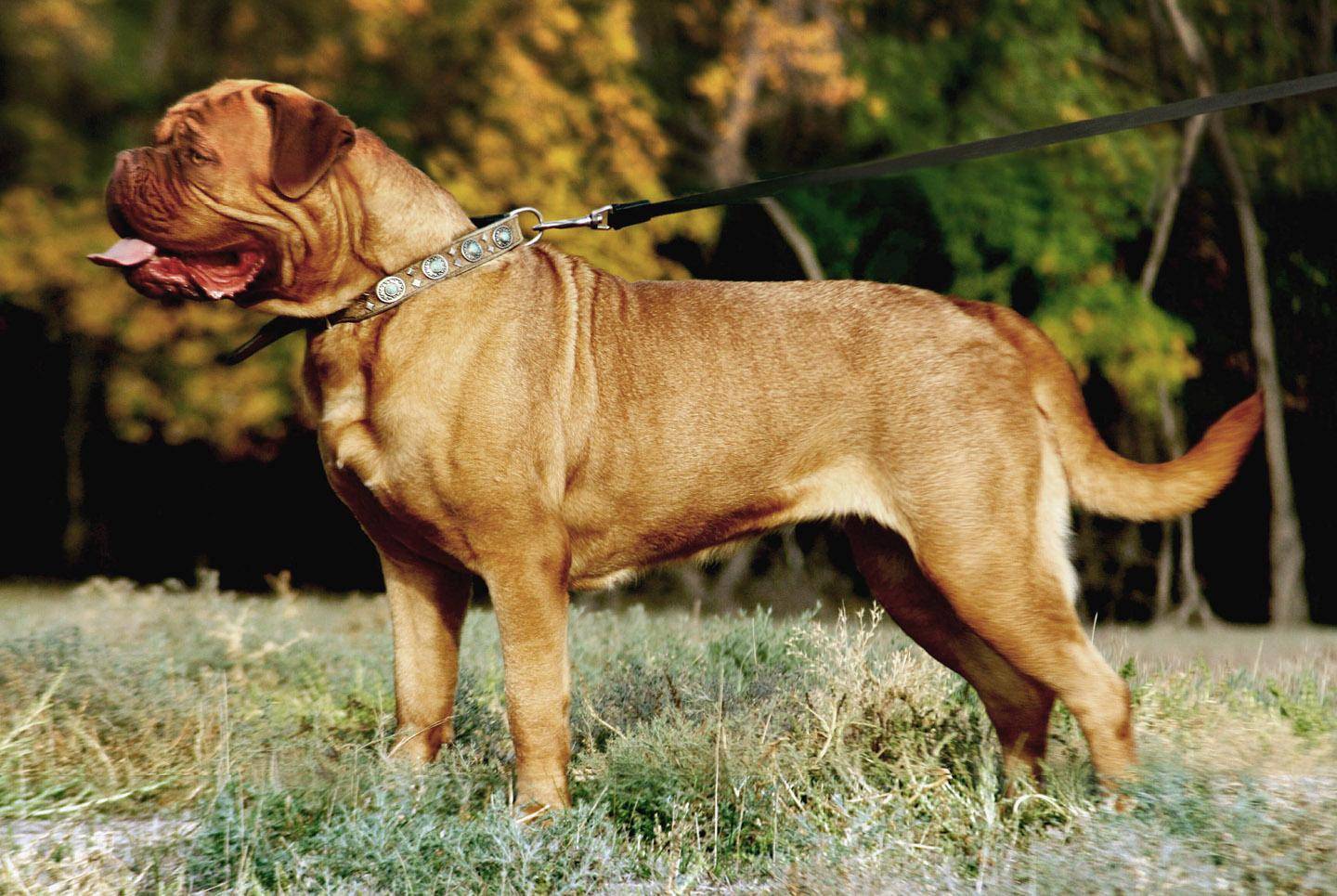 Бордосский дог - фото собаки, описание породы, характер, цена щенка
