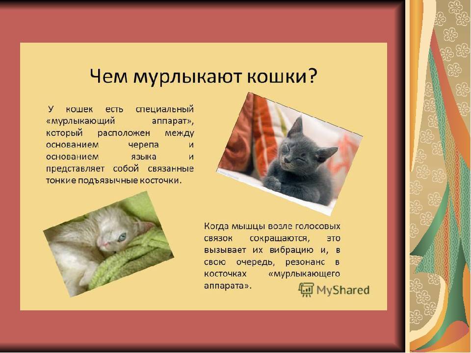 Почему кошка топчет вас лапками: распространенные версии :: syl.ru