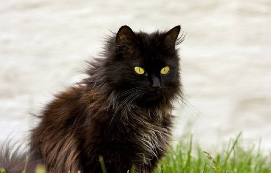 Все о породе котов шантильи тиффани: внешний вид и особенности характера