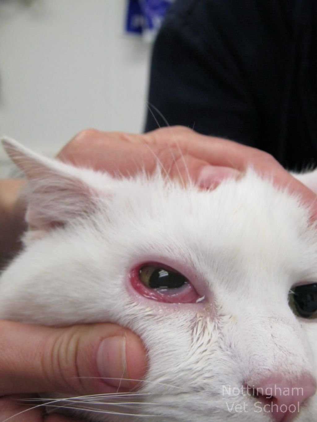 Болезни глаз у кошек: обзор, причины, лечение
