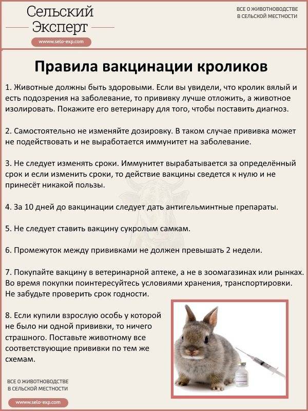 Разведение кошек как бизнес - с чего начать, бизнес-план