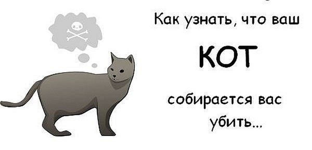 Сколько дней кошка просит кота и что делать?