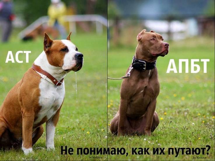 Чем отличаются друг от друга питбультерьер и стаффордширский терьер