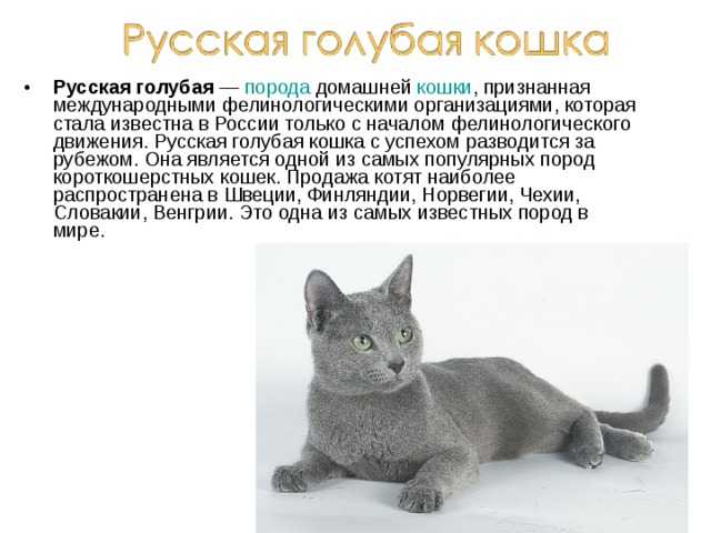 Русские породы кошек список