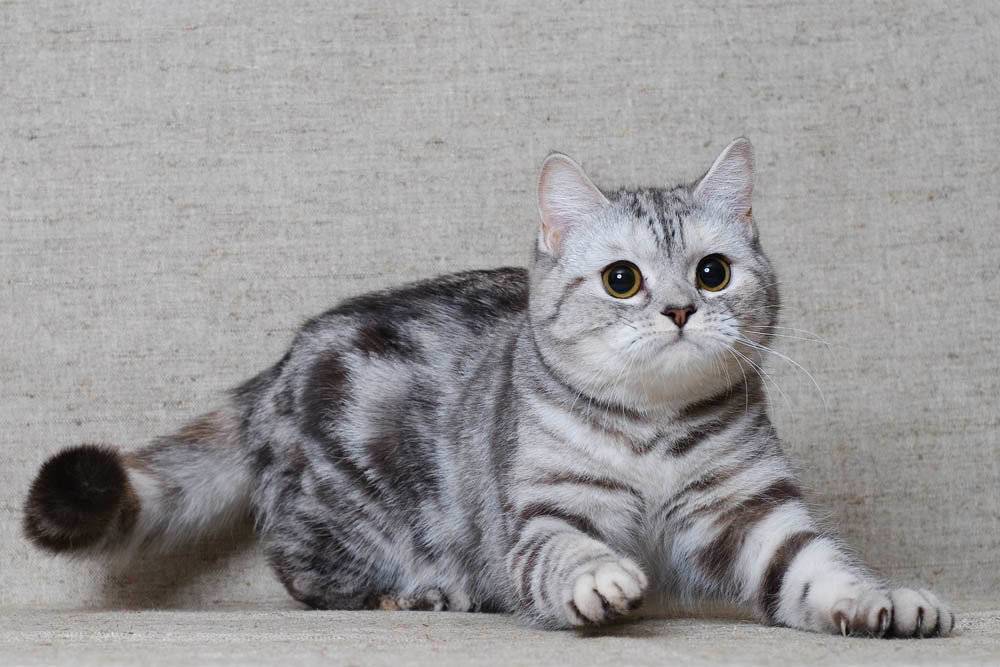 Скоттиш страйт (шотландская прямоухая): описание породы, фото кошки, окрасы, характер, отзывы владельцев, вес по месяцам, сколько лет живут?