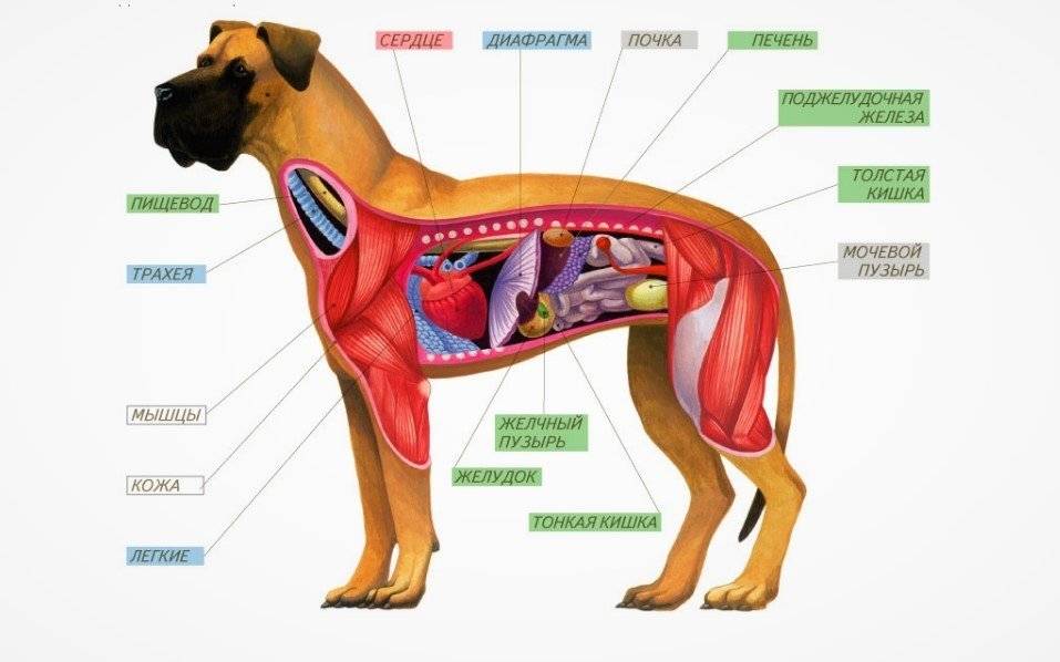 Мочевой пузырь у собаки расположение картинка