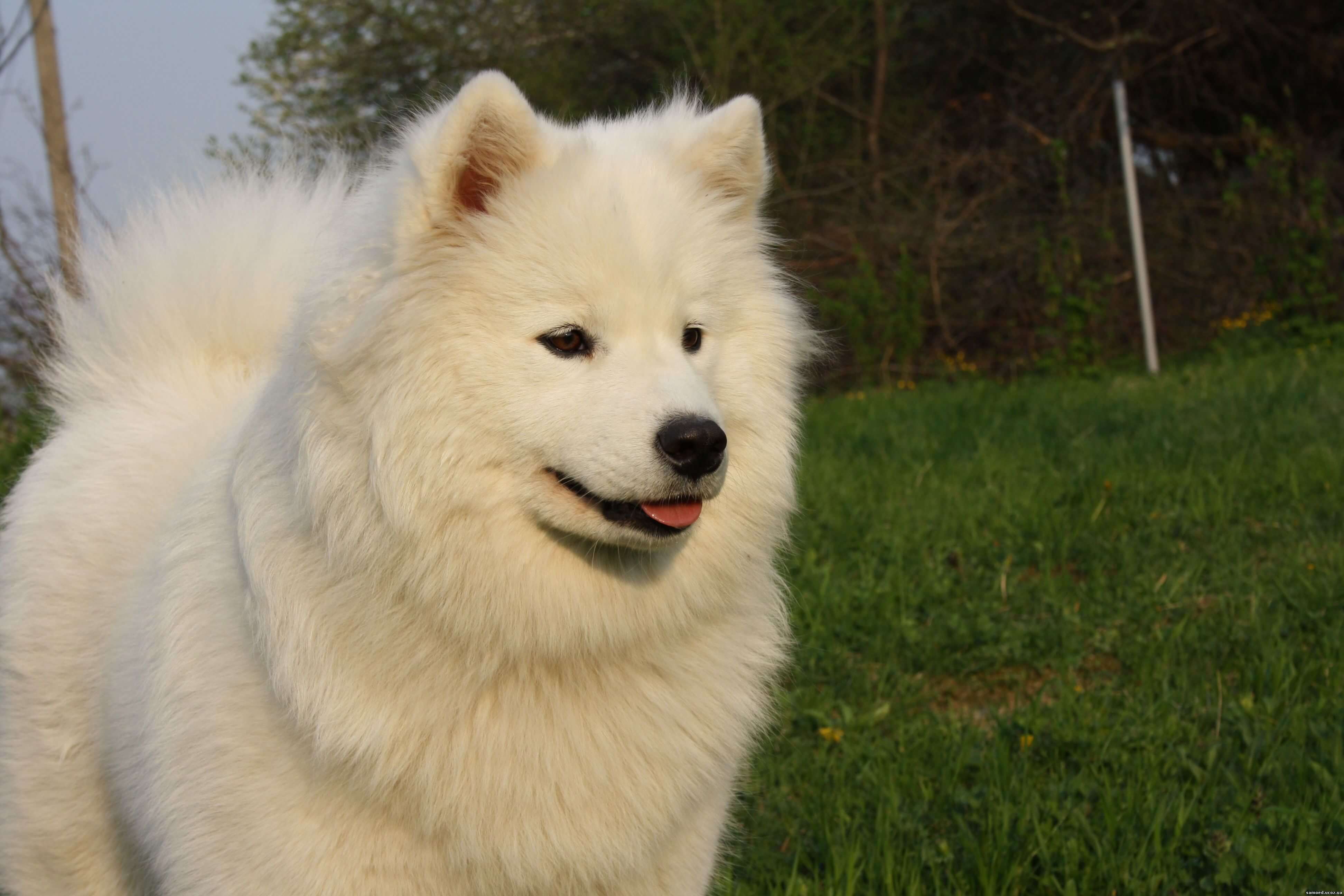 Самоедская лайка: характеристика породы, отзывы, характер и фото собак