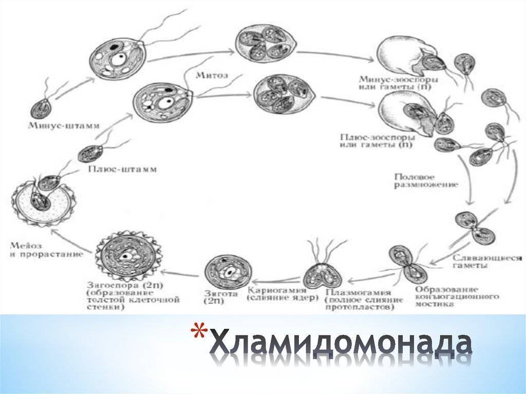 Особенности разведения попугаев корелл в домашних условиях