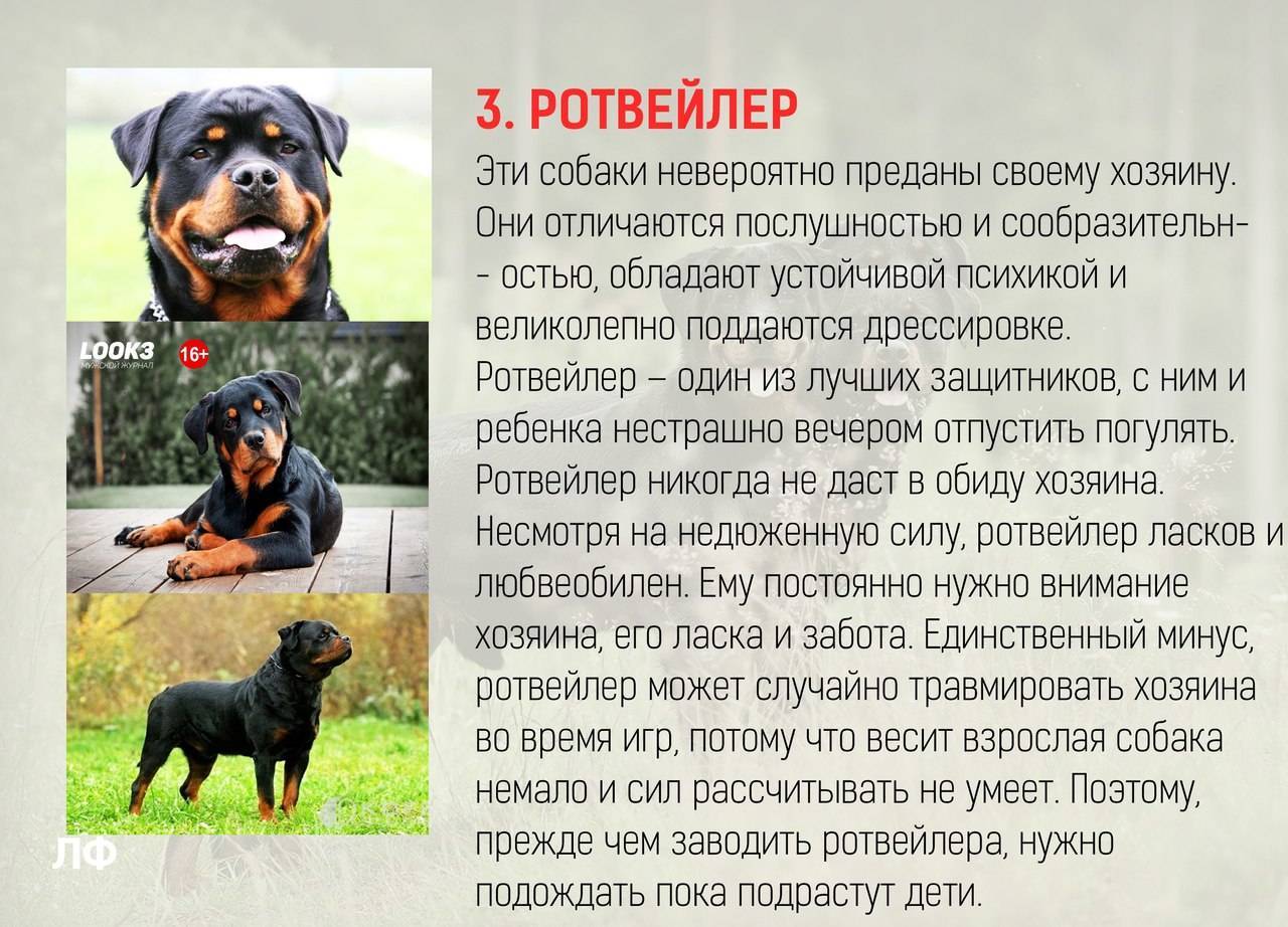 Самые спокойные породы собак: рейтинг, названия, фото