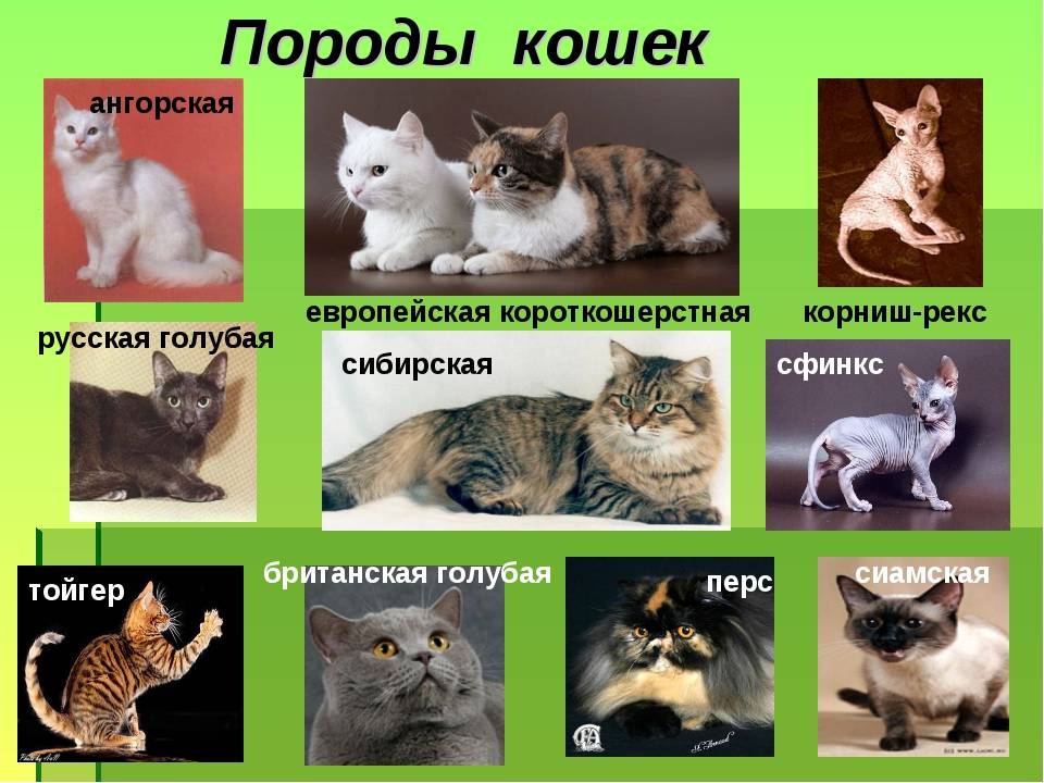 ᐉ лучшие породы кошек для детей - ➡ motildazoo.ru