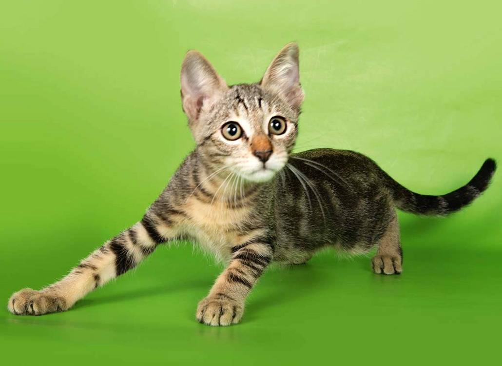 Бразильская короткошерстная кошка: описание породы, фото, уход и питание