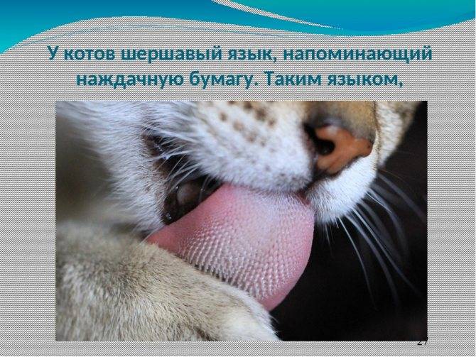 Синий язык у кота причины. почему у кошки синий язык? болезни кошек и котов: симптомы и лечение