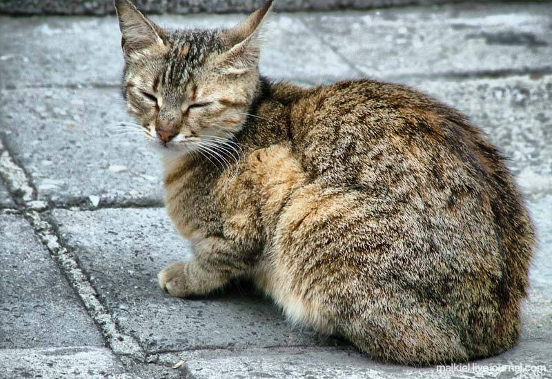 Кошка беспородная голодная. Уличная кошка. Бездомные кошки. Бродячая порода кошек. Бездомные породистые кошки.