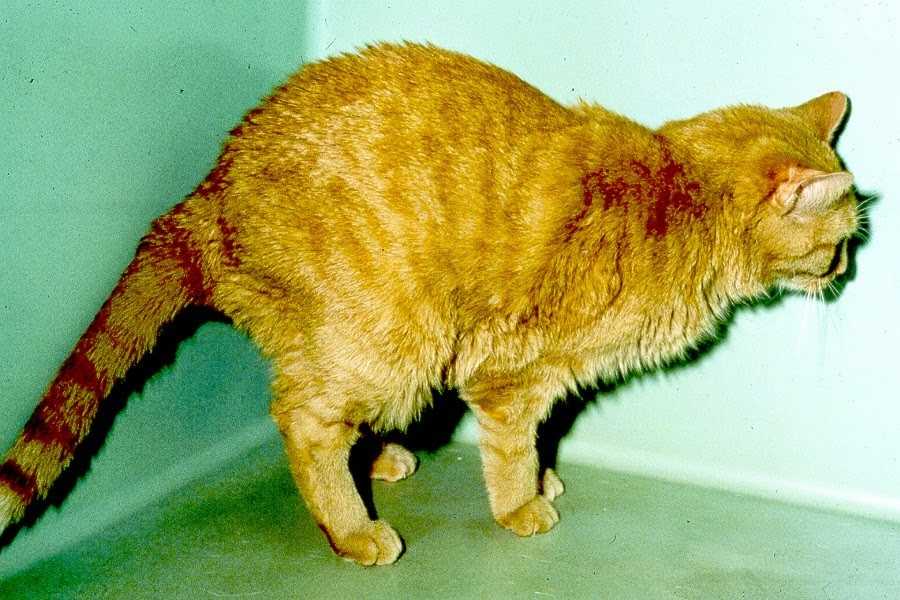 Перелом хвоста у кошки: симптомы, лечение, причины