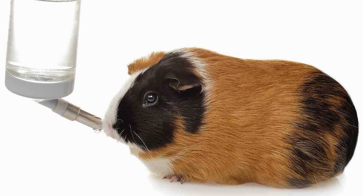 Что едят морские свинки в домашних условиях: что можно, а что нельзя давать грызунам из еды