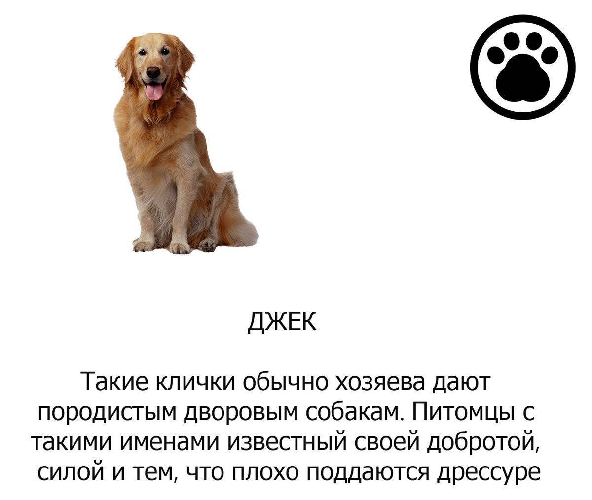 ᐉ самые прикольные и забавные клички для собак - ➡ motildazoo.ru