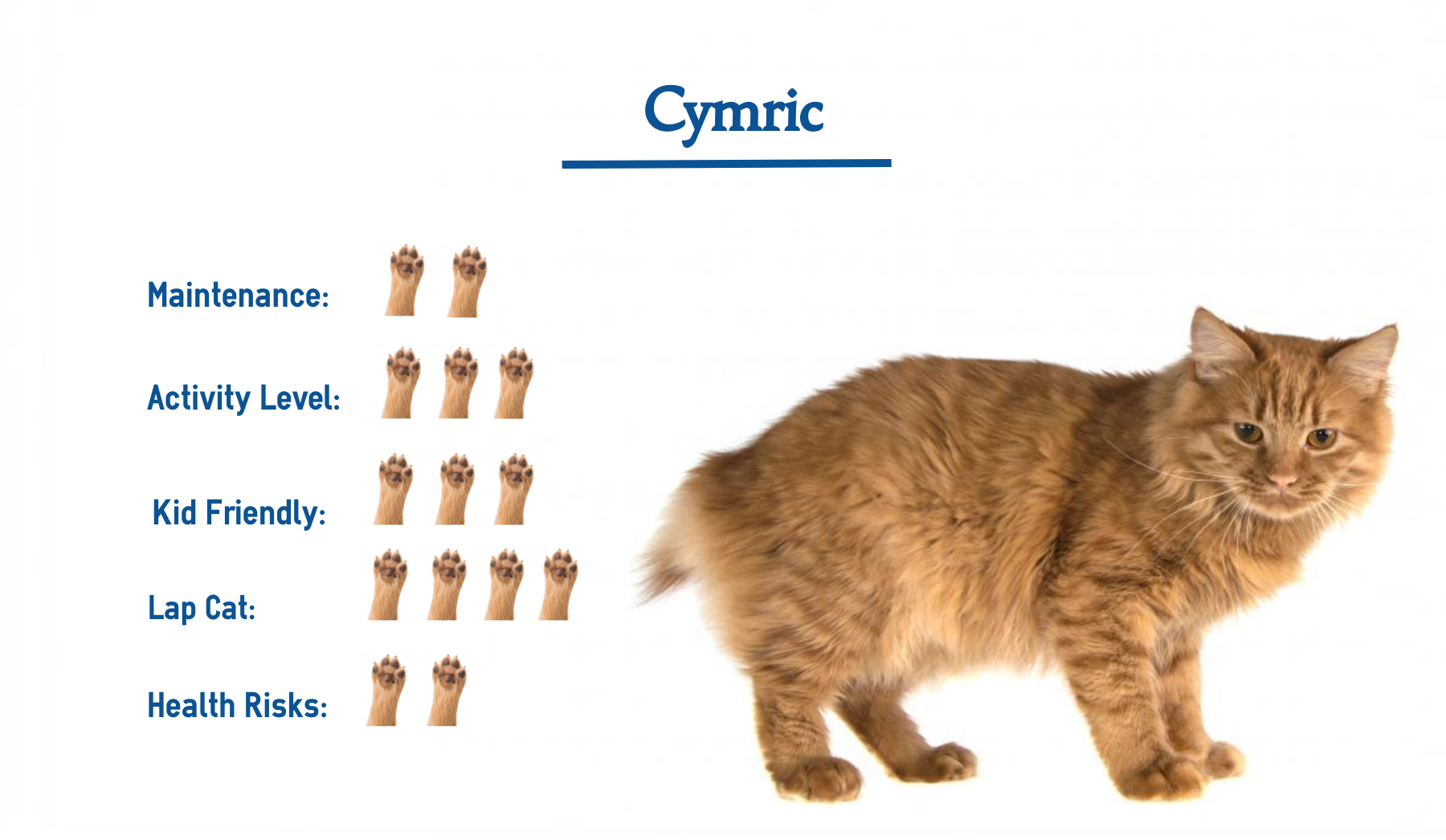 Кимрик - уэльская порода кошек, фото, стандарты, рекомендации по уходу и питанию