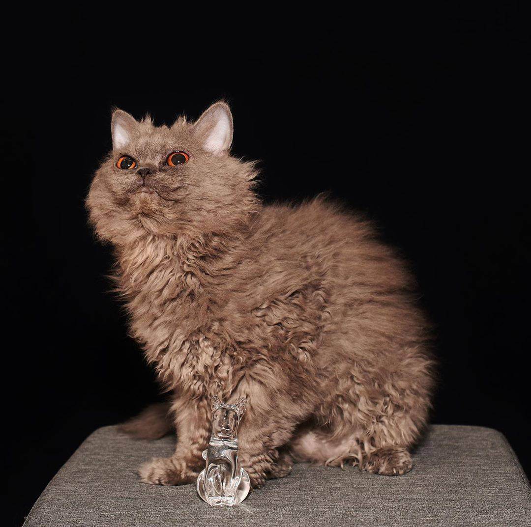 Кошка селкирк-рекс: описание породы, фото и отзывы