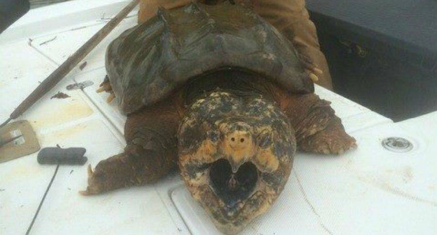 Каймановая черепаха: описание и фото, как содержать