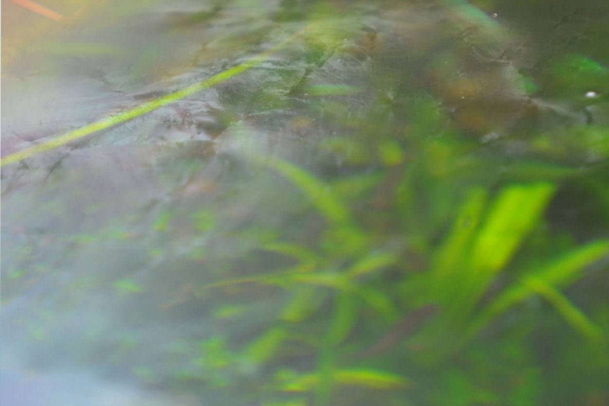 Почему в аквариуме мутная вода: причины и способы устранения