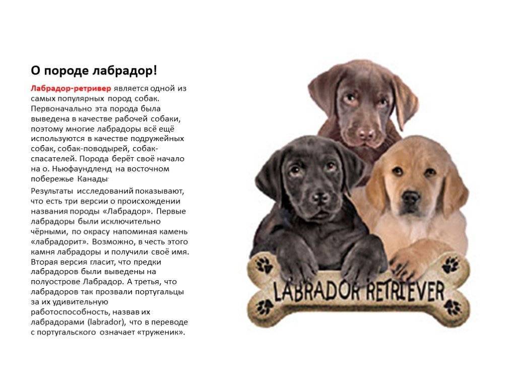 Лабрадор ретривер