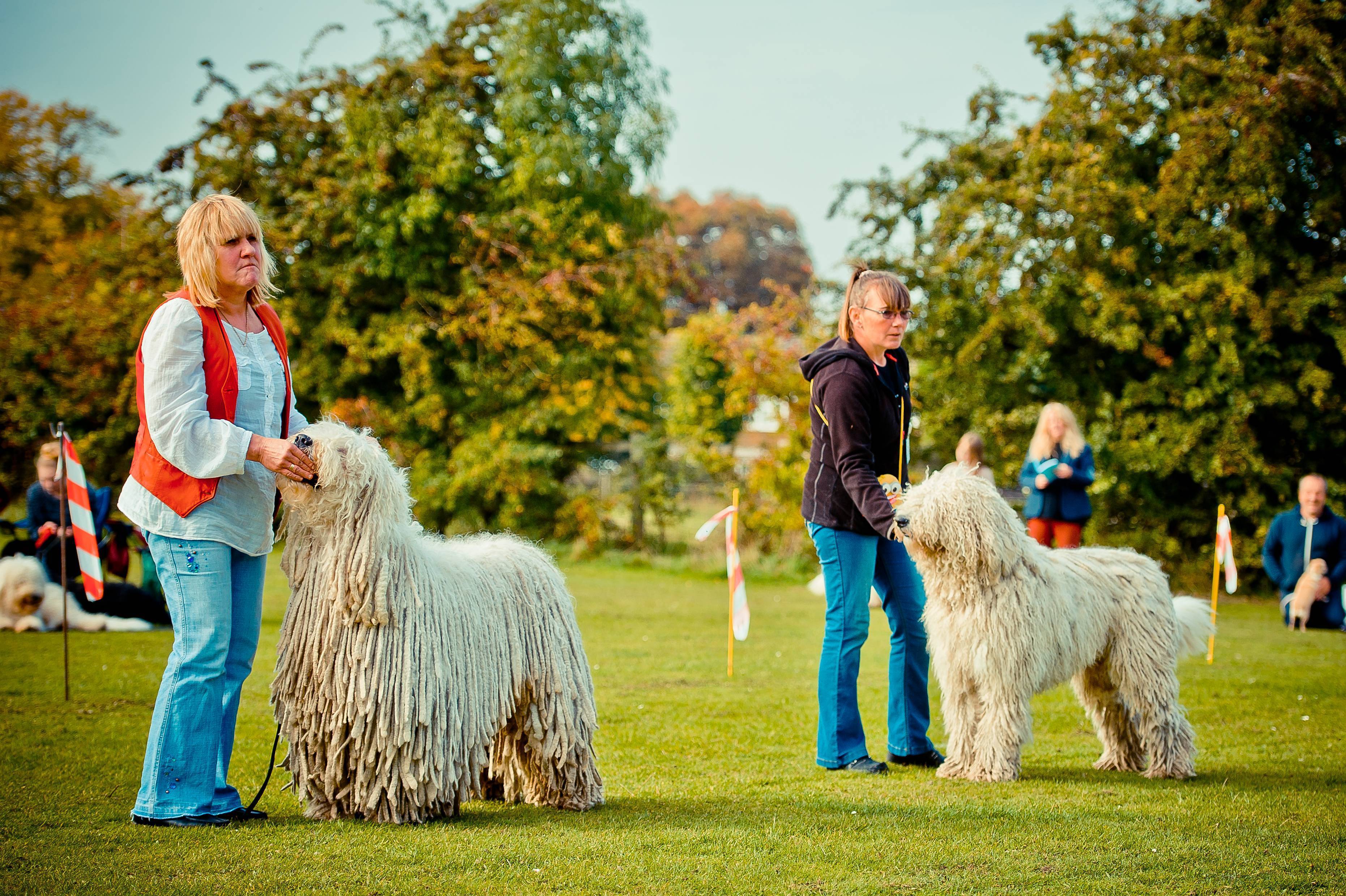 Командор (венгерская овчарка): описание породы и фото | все о собаках
