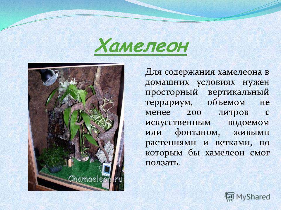 Сложно ли содержать хамелеона? (взгляд на наш минизоопарк через микроскоп) питомец номер 1 - страна мам