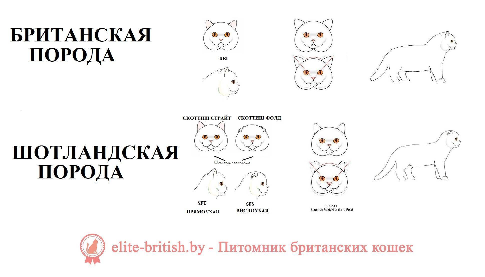 Чем отличаются британские кошки от шотландских? описание пород :: syl.ru