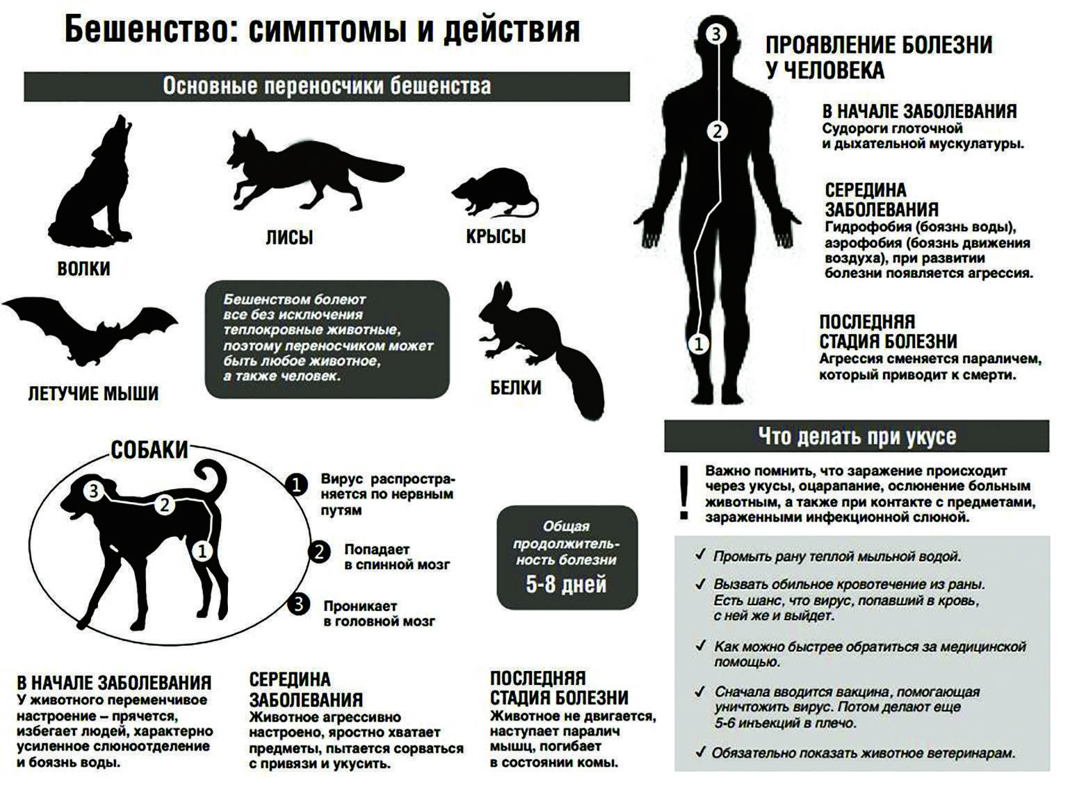 Девять жизней: составлен рейтинг самых частых болезней кошек и собак