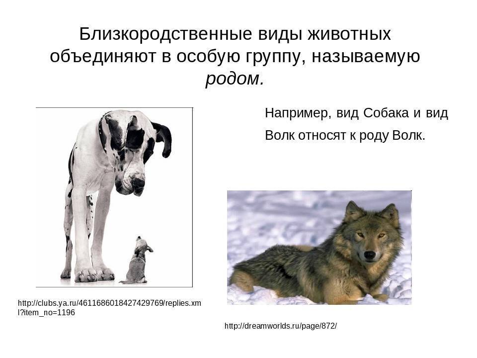 К какому виду относятся собаки: биологическая классификация, по размерам и назначению