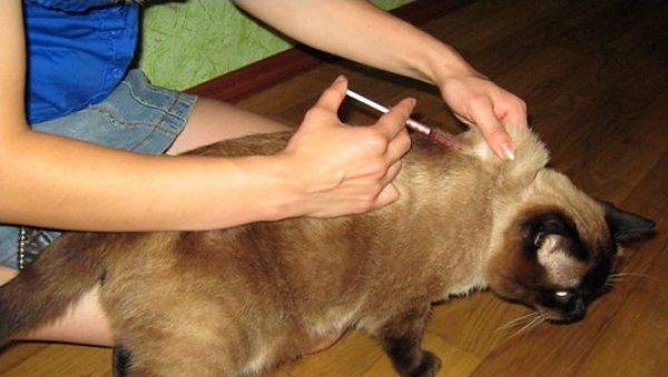 Как поставить укол кошке внутримышечно в бедро или холку