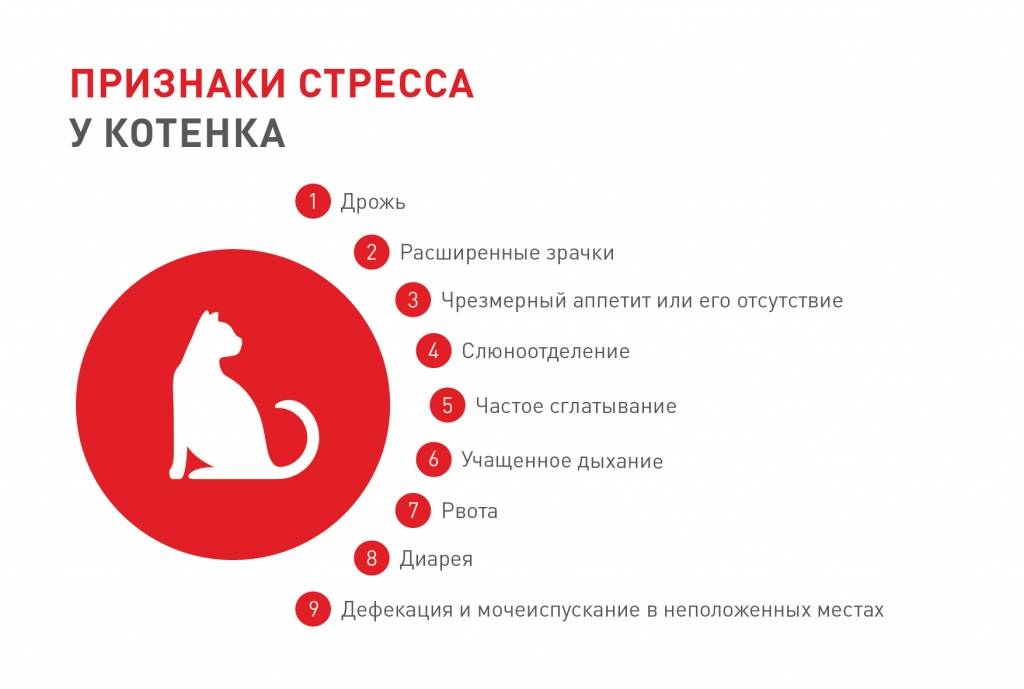 Основная симптоматика стрессов у кошек: как можно вылечить самостоятельно