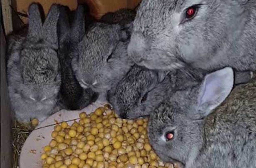 Фрукты и ягоды – лакомства для кроликов
