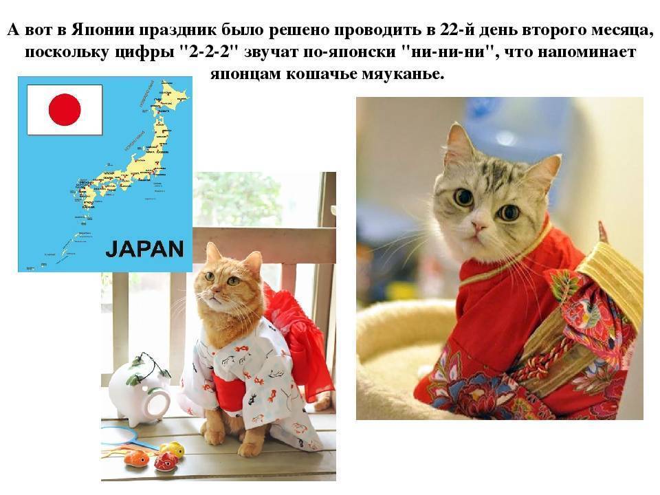 День кошек в россии 2024 год. День кошек в Японии 22 февраля. День японской кошки. День котов в Японии. День кошки 22 февраля.