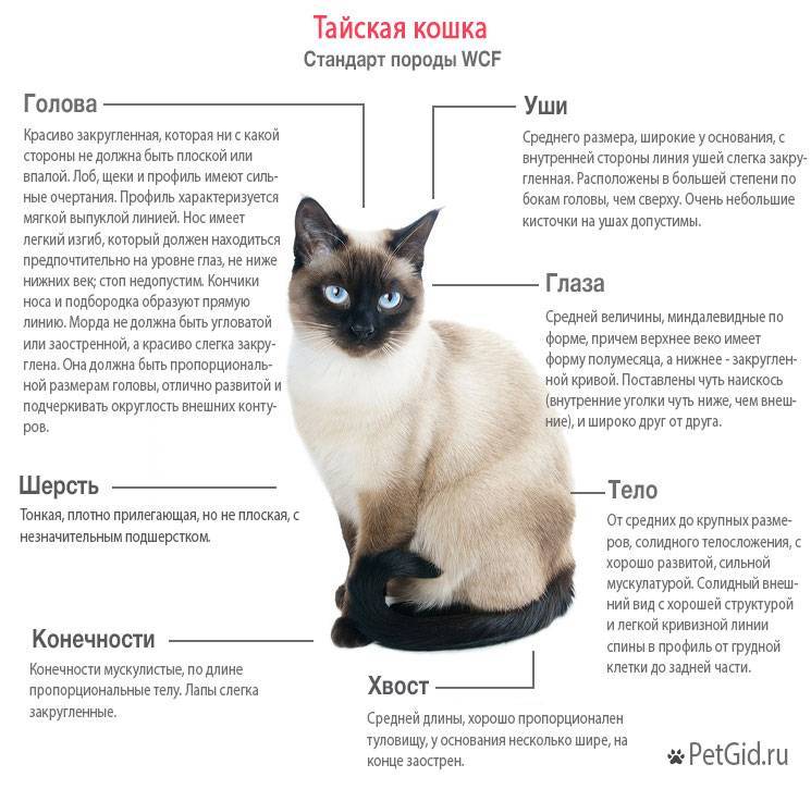 Тайская кошка: самое полное описание с фото и видео | pet7