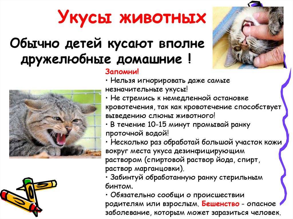 Почему кот кусается когда его гладишь и что делать в таком случае | parnas42.ru