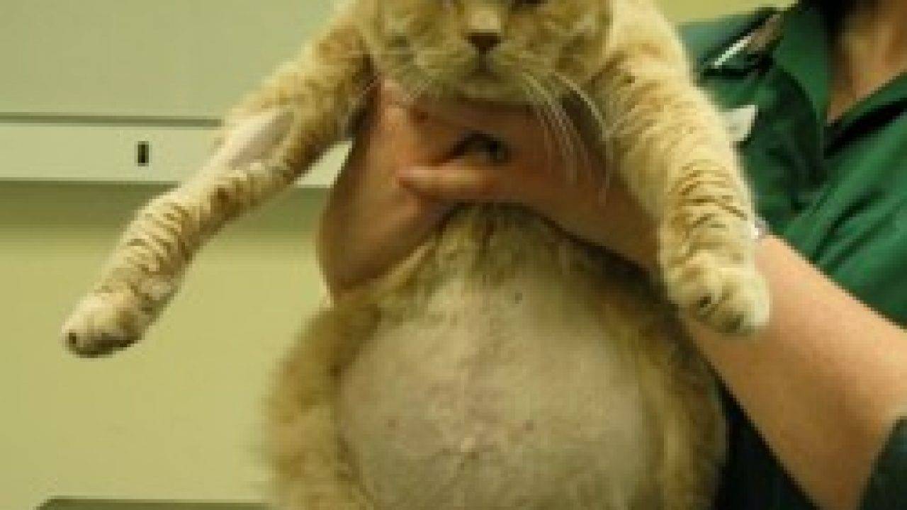 Асцит брюшной полости у кошек: симптомы, причины и лечение в домашних условиях