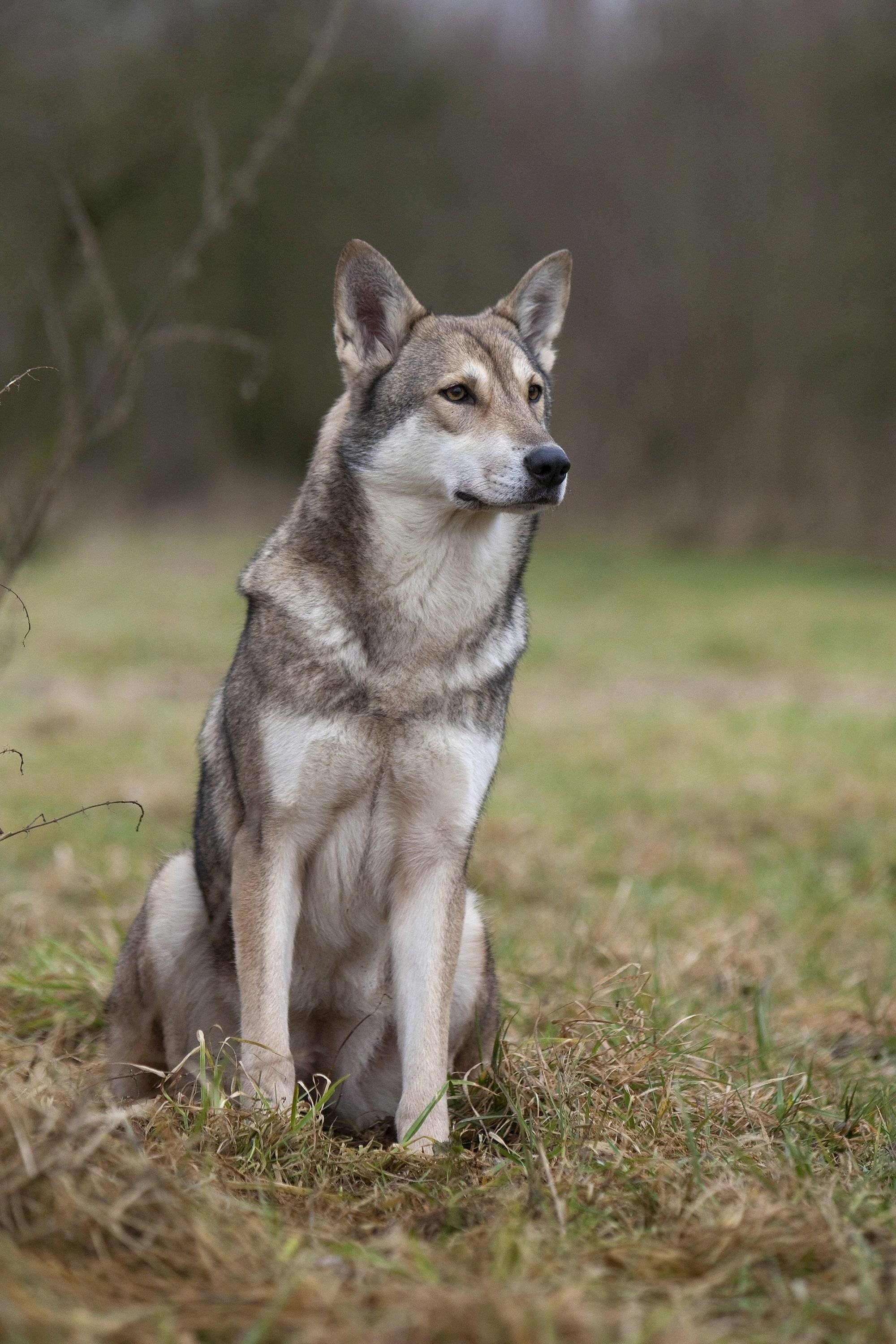 Собака волк или волкособ: описание породы, характеристика