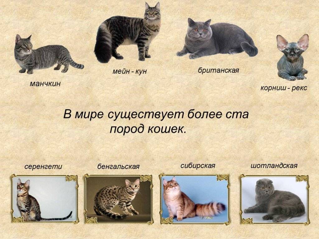 Самые редкие породы кошек