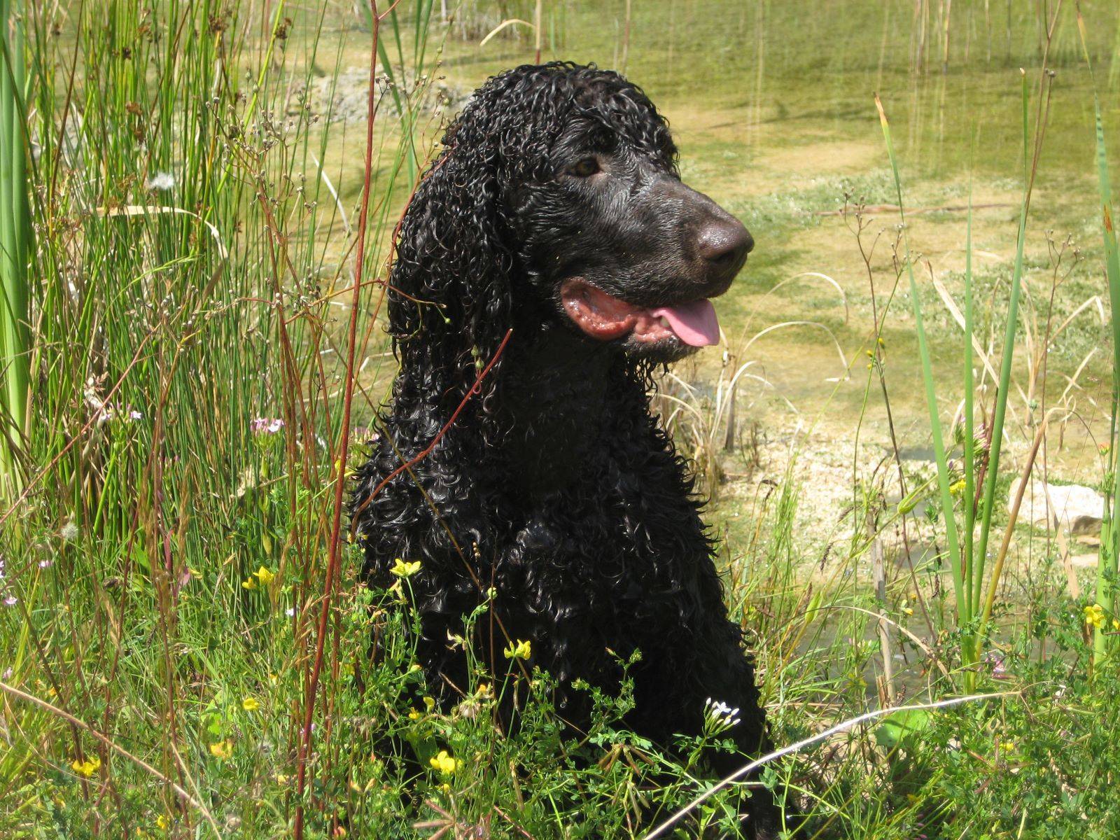 Описание породы собак ирландский водяной спаниель с отзывами и фото
