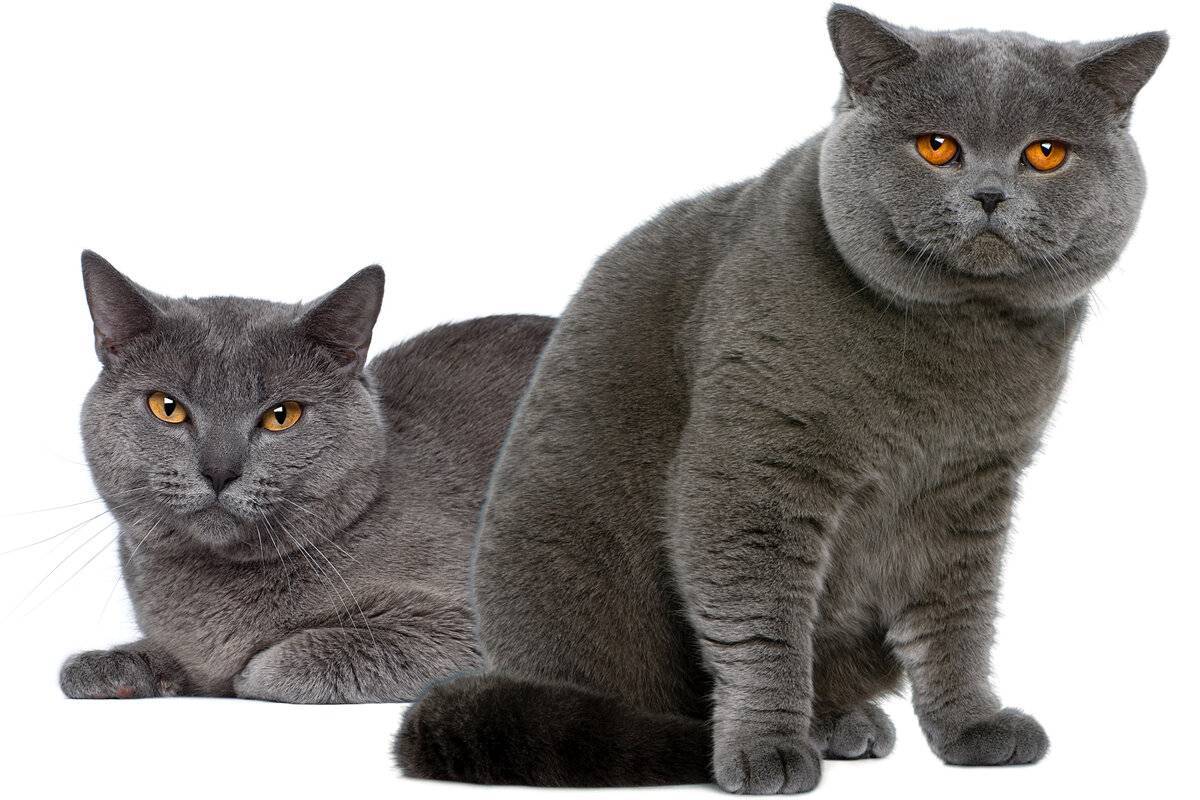 Особенности шартрезов: все о внешнем виде и характере французской кошки