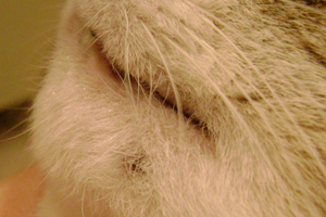 У кота опухла нижняя губа: что делать?