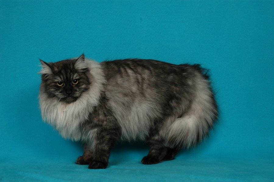 Кимрийская кошка
