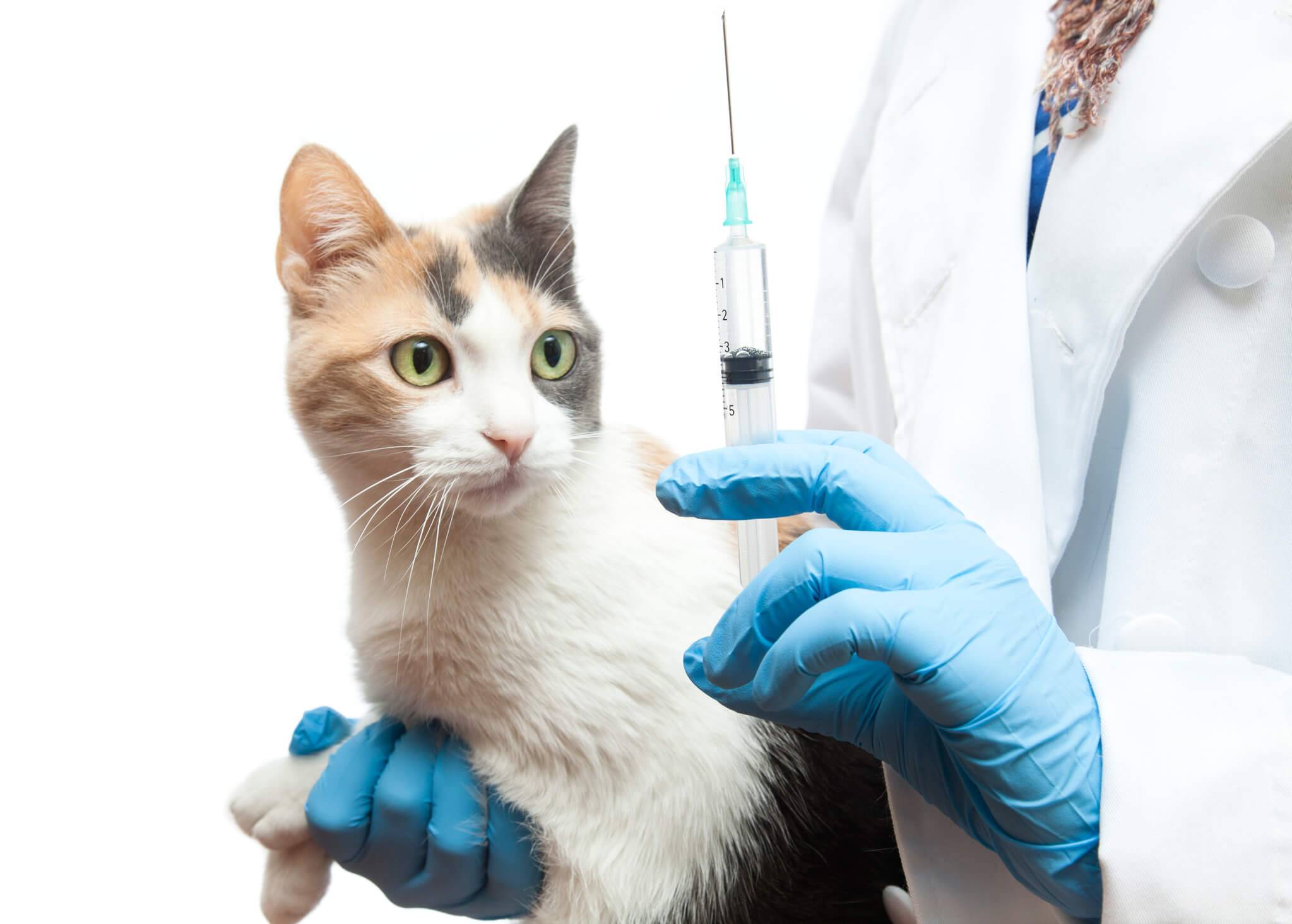 Вакцина для котят