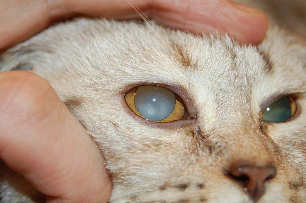 6 симптомов конъюнктивита у кошки – чем лечить и диагностика