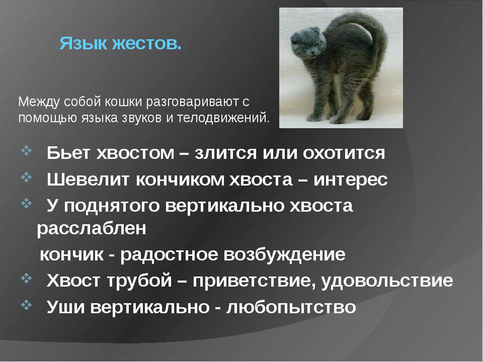 Как объяснить странное поведение котов с точки зрения науки и мистики