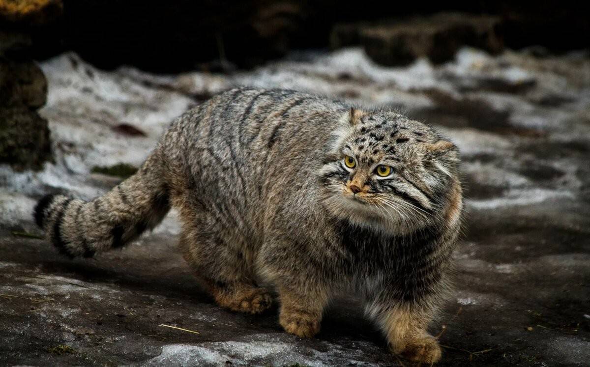 Кот манул