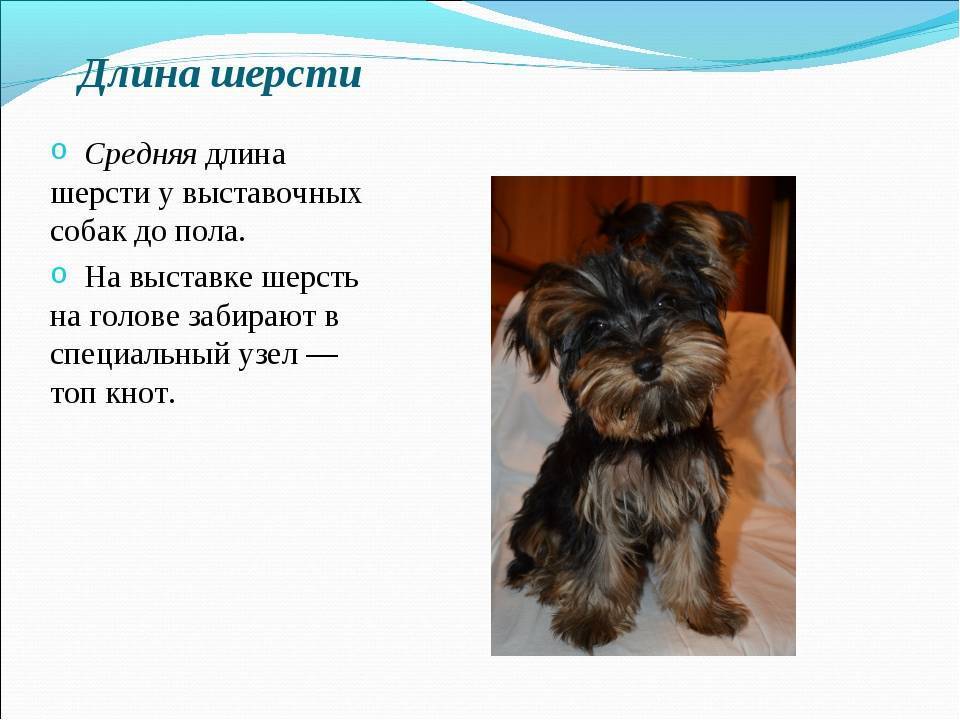 Сколько лет живут йоркширские терьеры: продолжительность жизни йорков